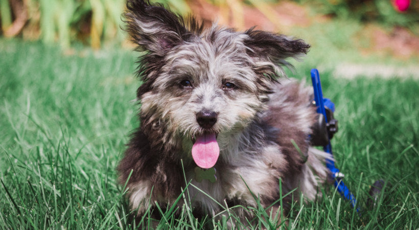 Maize a wire hair terrier running in a grassy yard in the summertime