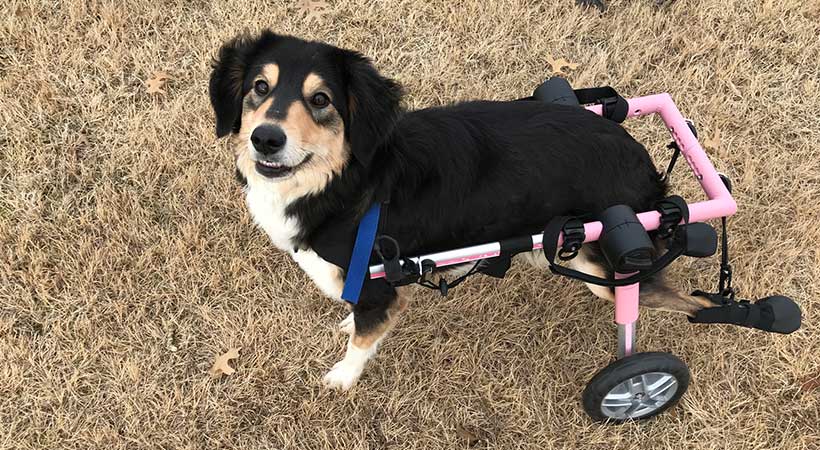 disabled dog wheelchair