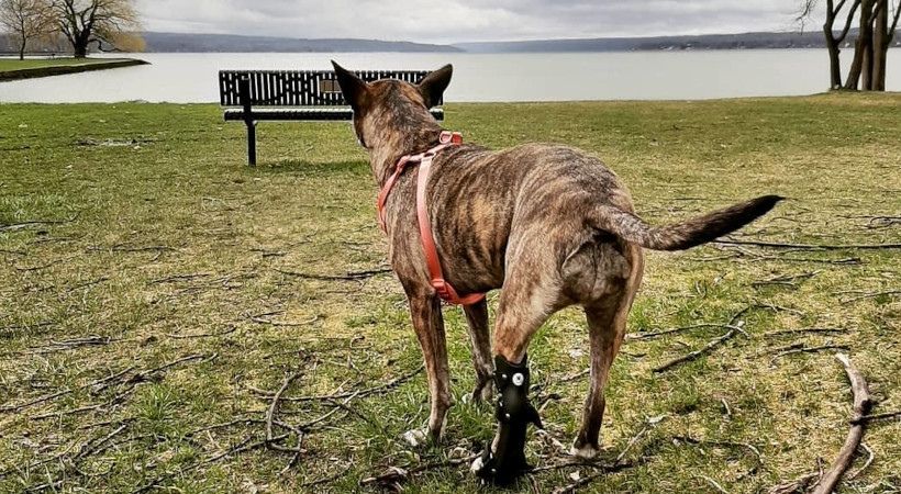 Rearview image of a medium-size dog at the lake with a Walkin' Hind leg support