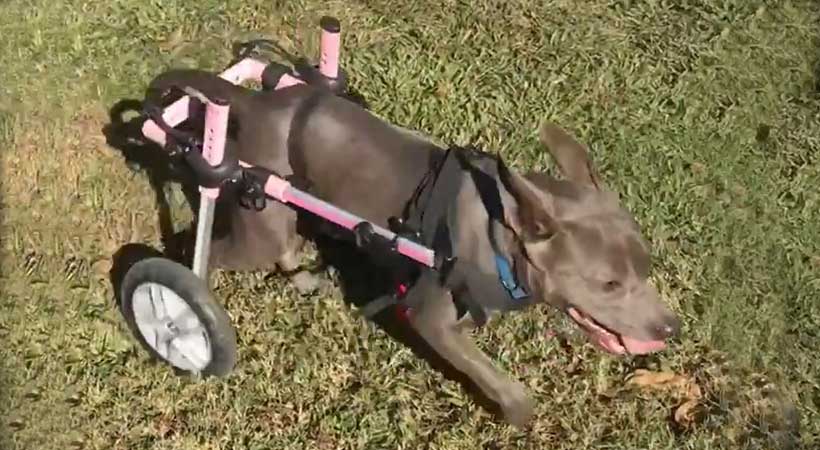 disabled rescue dog