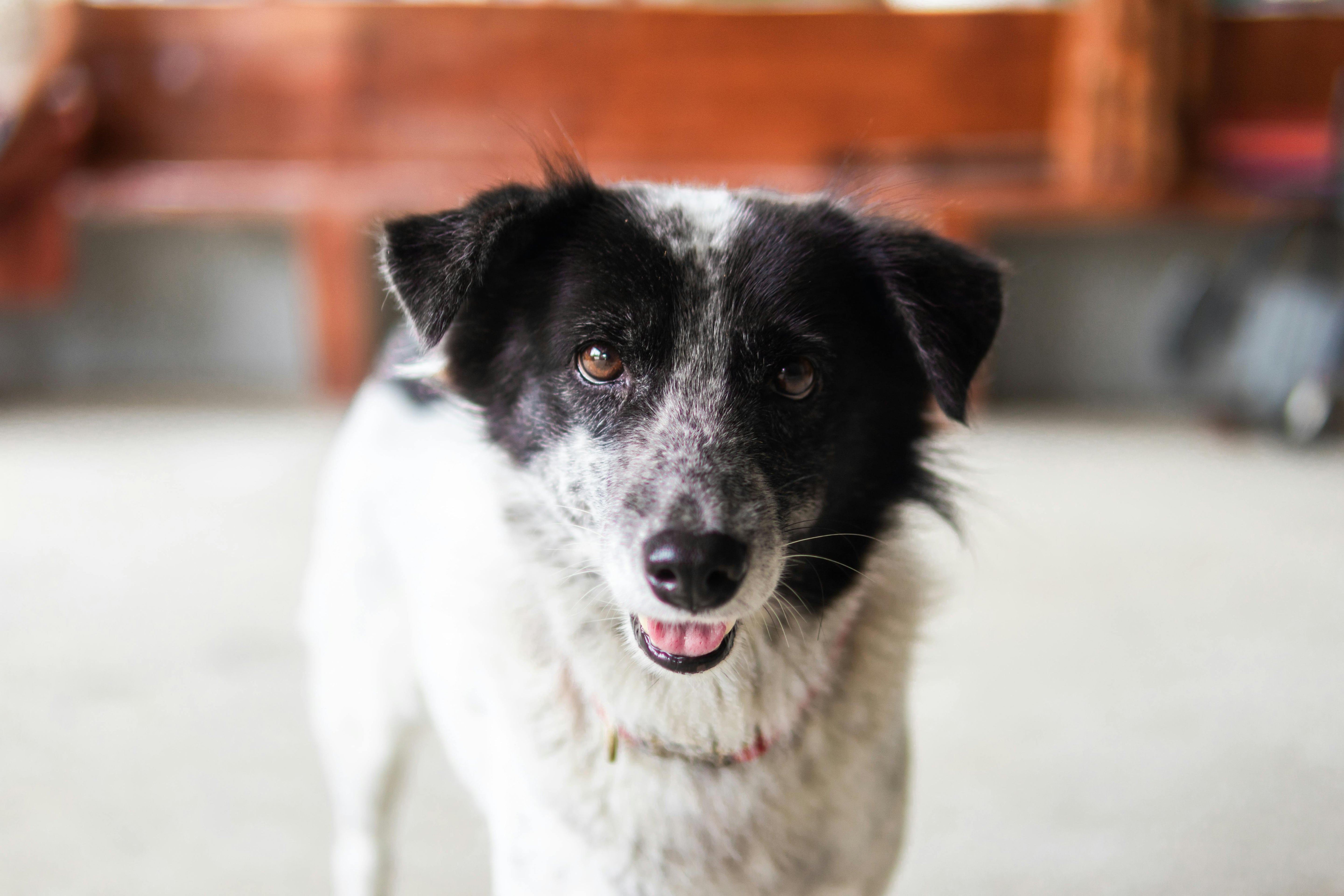 Osteosarcoma in Dogs: The Truth About Amputation