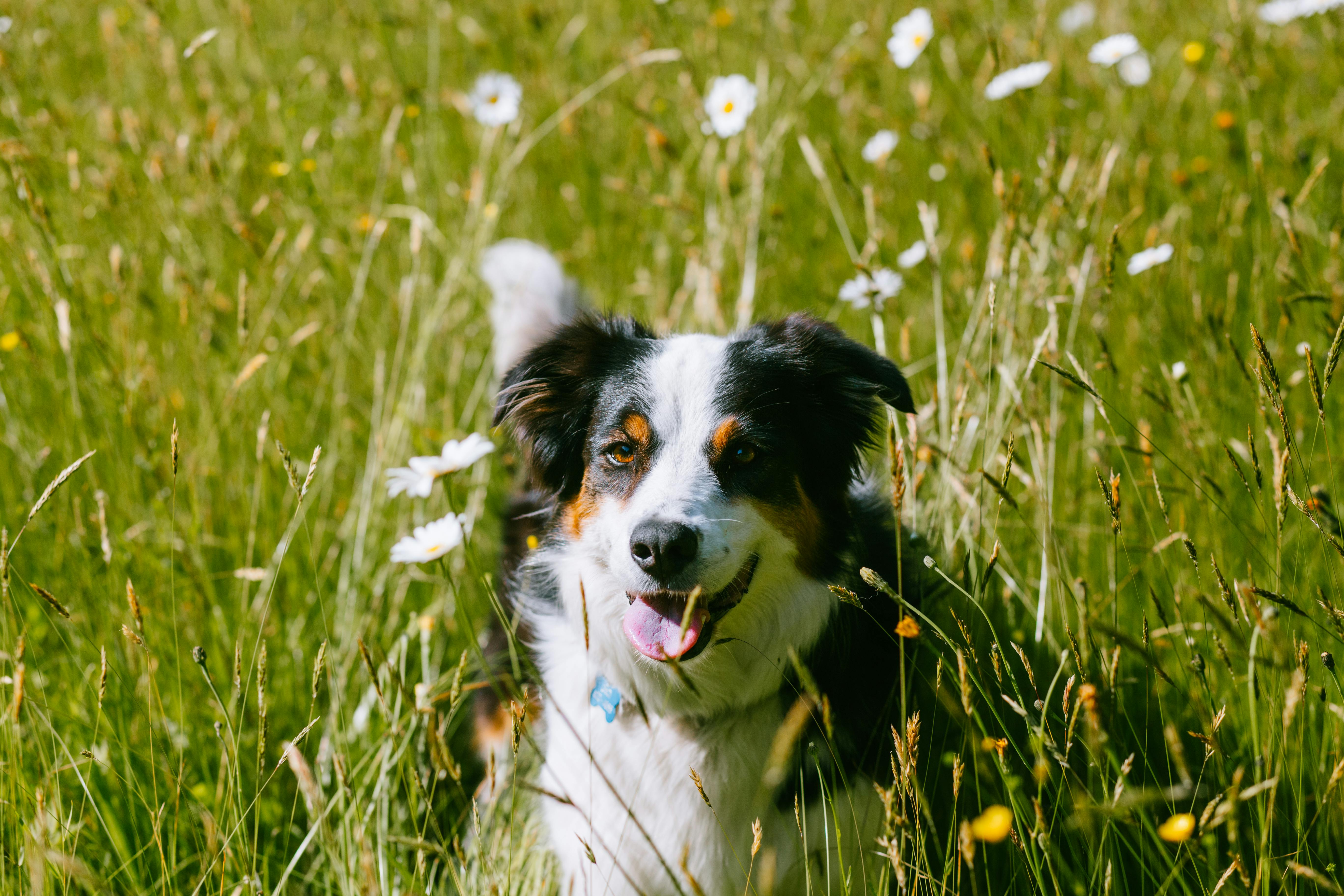 How to Choose the Right Dog Back Brace