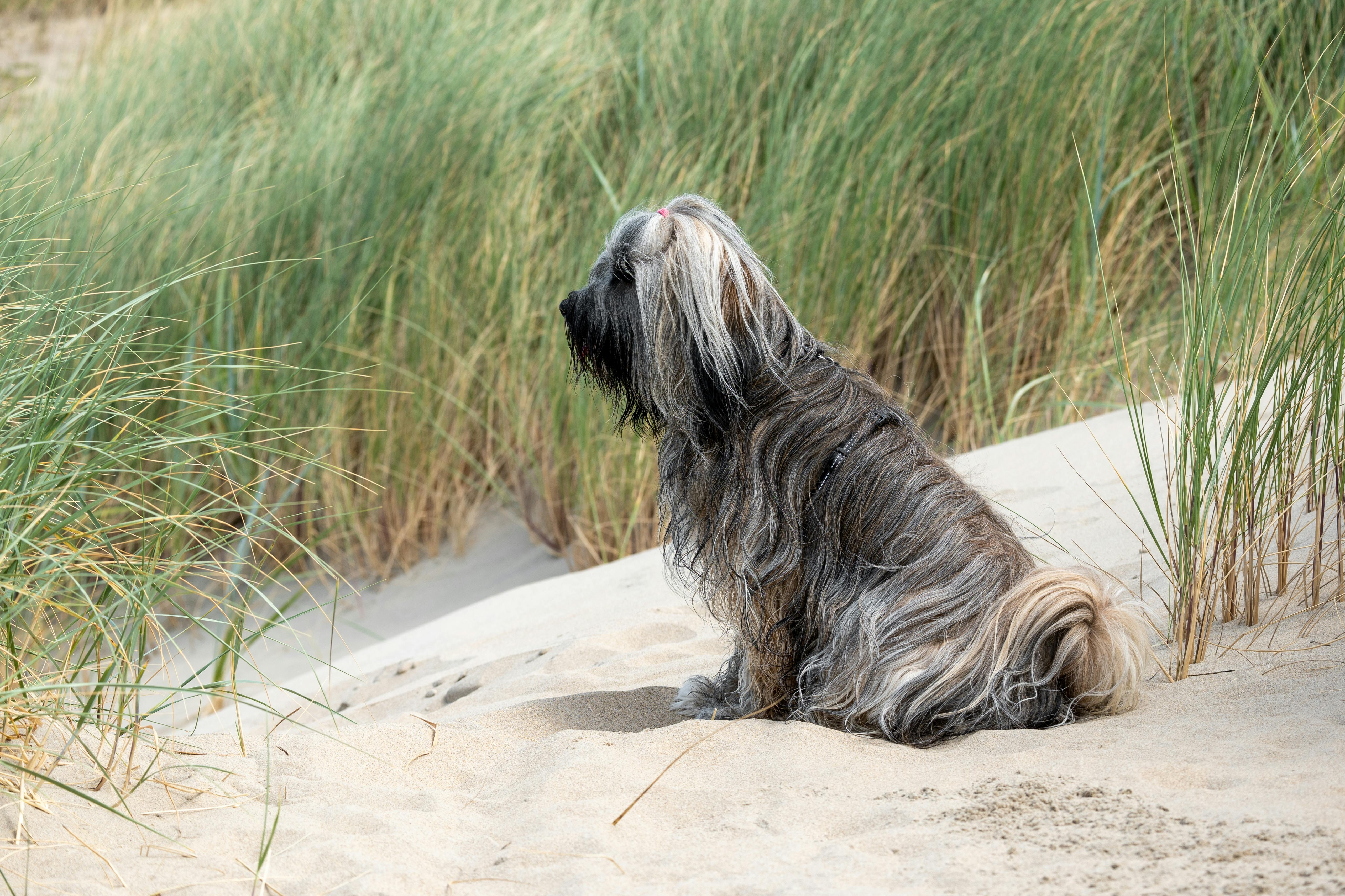 What You Need to Know About Canine Scoliosis