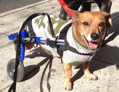 dog wheelchair