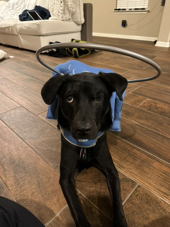 SARDS: Helping A Pet Adjust to Sudden Vision Loss