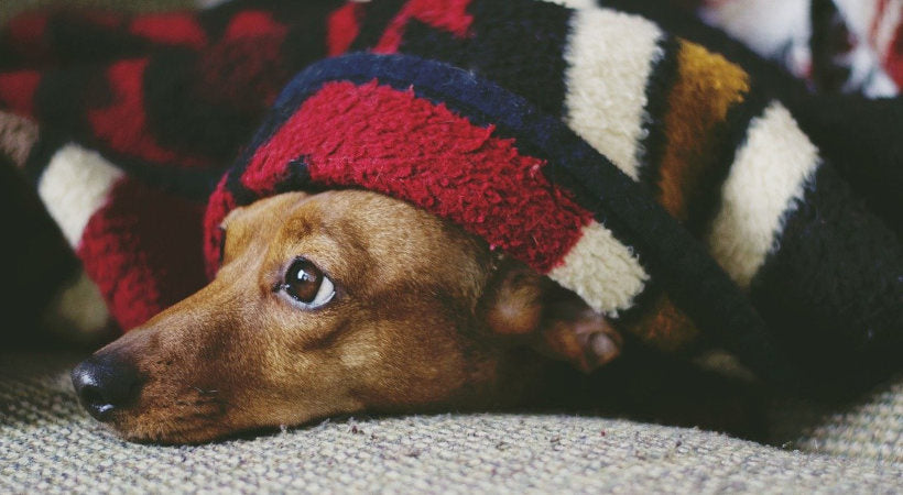 dachshund uneasy in unfamiliar place