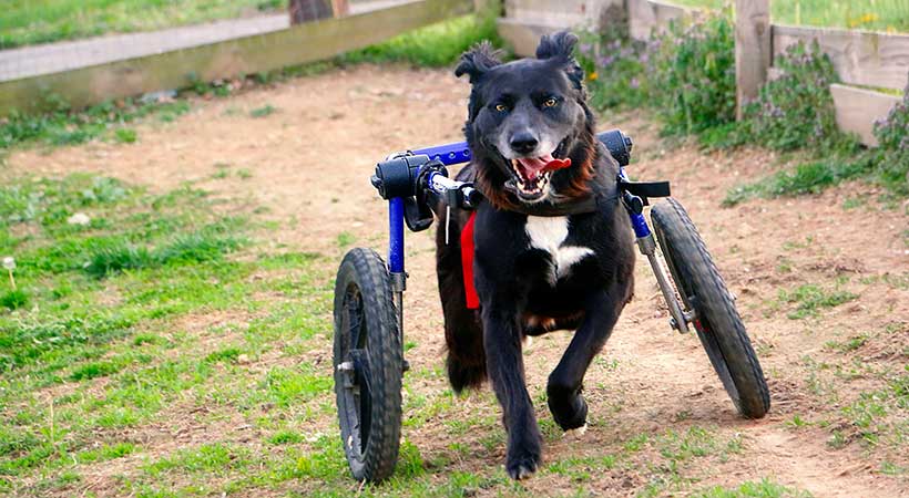 Thanks to Those Who Save Disabled, Neglected & Abused Animals – Walkin’ Pets