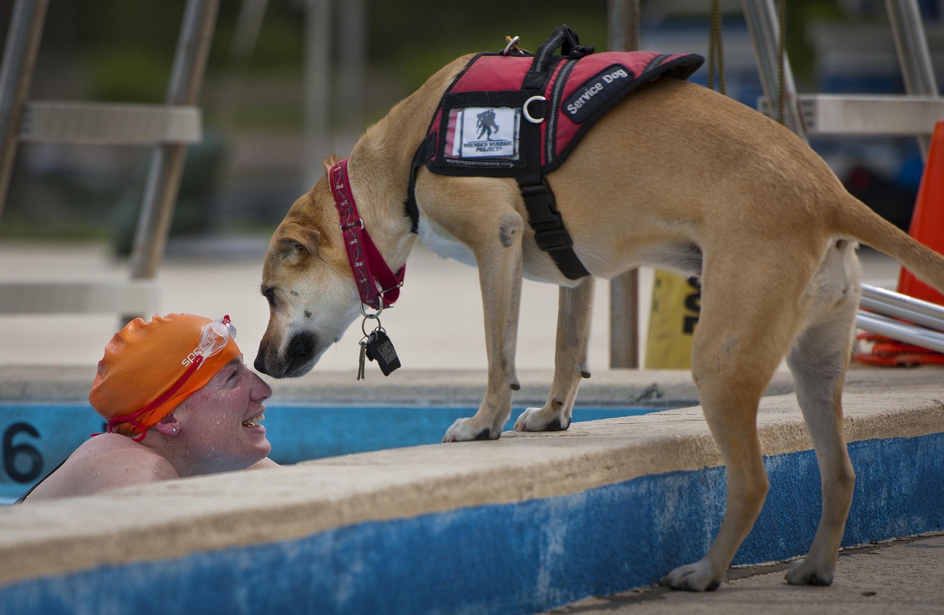 service dogs at the beach