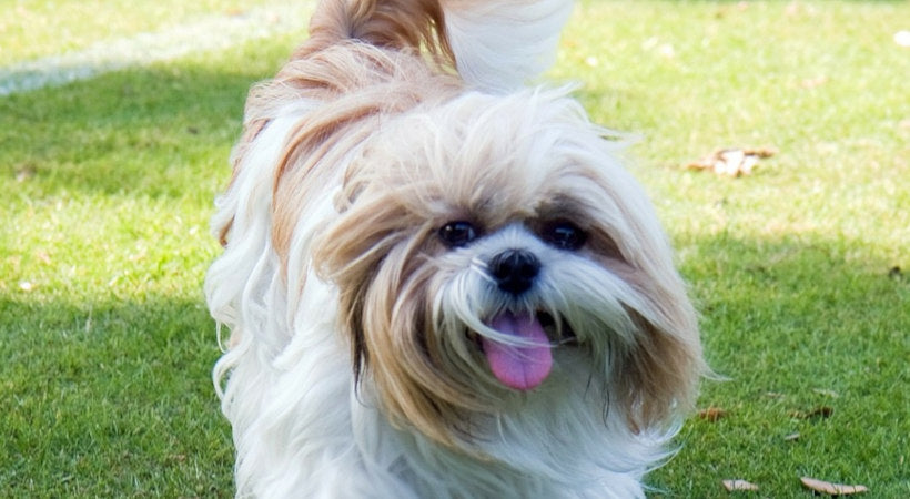 Shih tzu at play