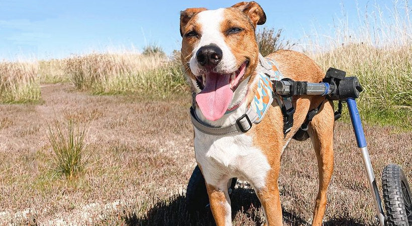 Smiling dog in wheelchair