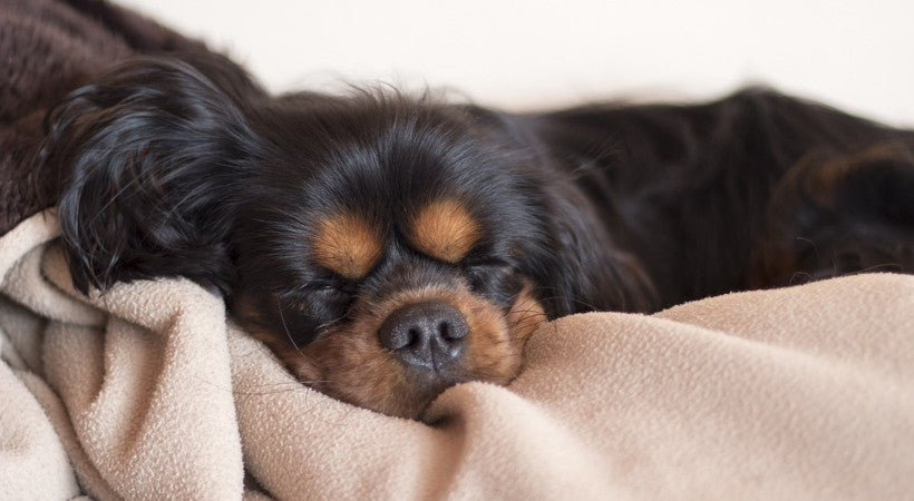 close-up of puppy sleeping in bed