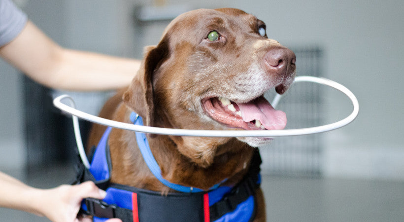 senior blind dog in a Halo vest and halo