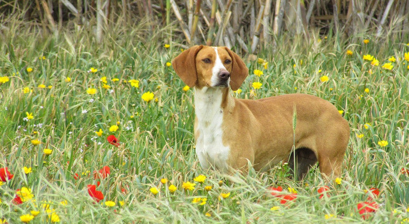 image of daschund mix in a wildflower field