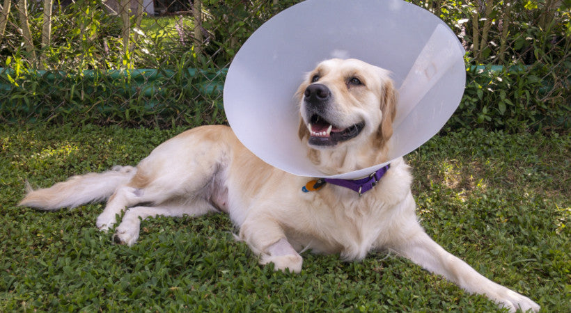 Mature Golden retriever in a cone