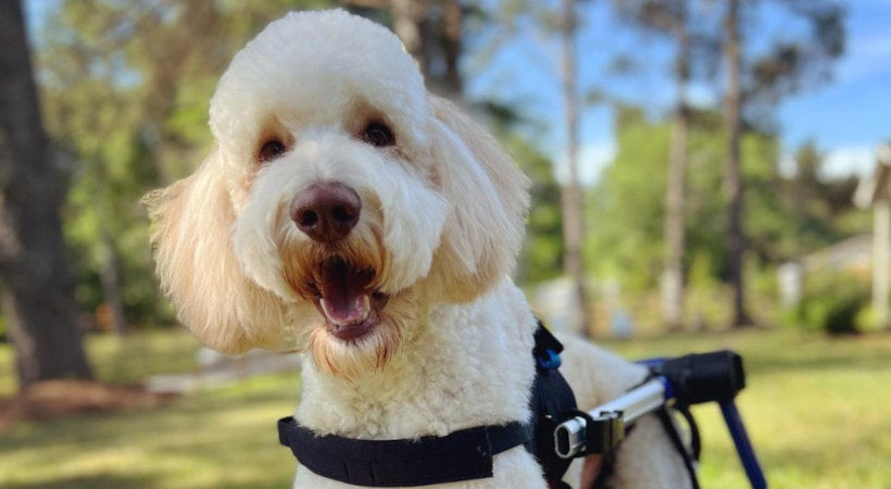 Disabled Golden Doodle enjoys new Walkin' Wheels dog wheelchair