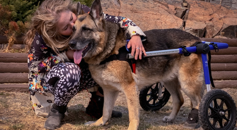 Wheelchair dog is neighbor friendly