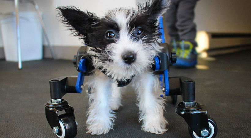 Puppy with cerebellar hypoplasia