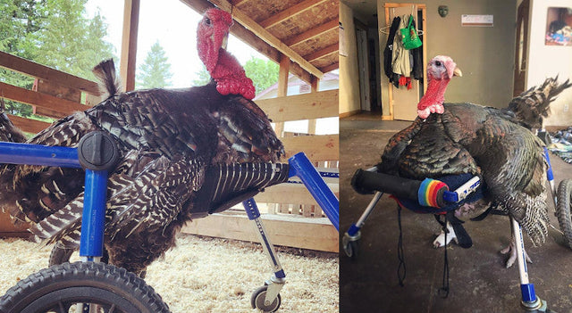The First Handicapped Turkey on Wheels | Turkey Wheelchair – Walkin' Pets