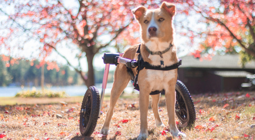 medium size dog client in her pink walkin' wheels at the lake in early autumn