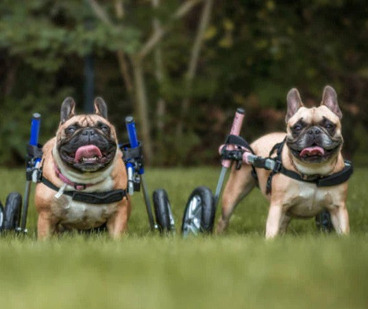 Walkin’ Wheels vs K9 Carts vs Eddie’s Wheels