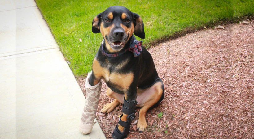 Can a Dog's Broken Leg Heal Itself?