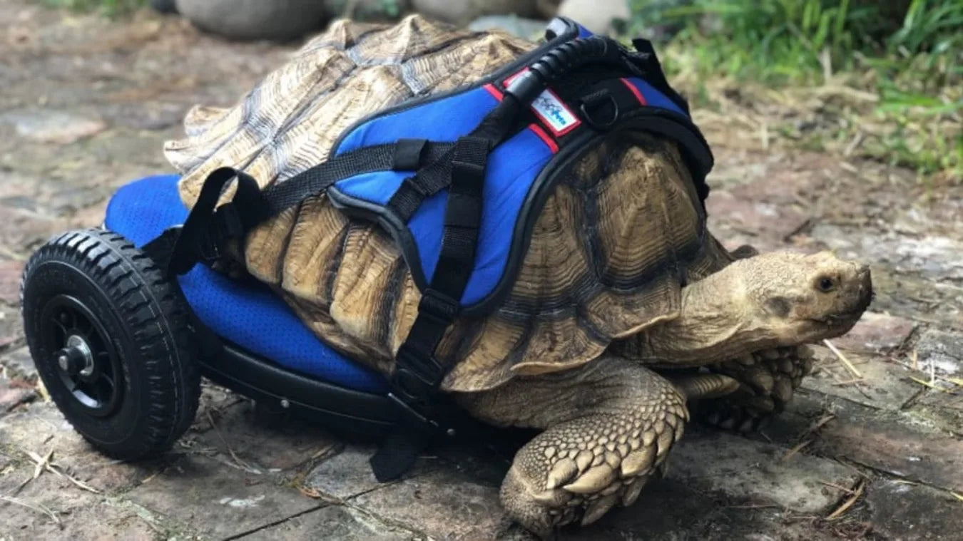 Giant Disabled Tortoise Has Something to Shell-ebrate