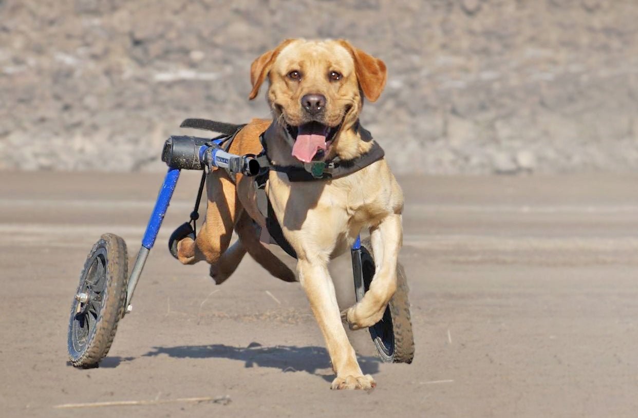 Canine Hip Solutions: How to Decide Between a Hip Brace and a Wheelchair