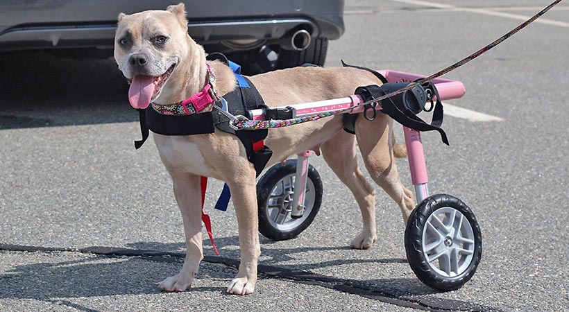 How to adjust a Walkin' Wheels Wheelchair