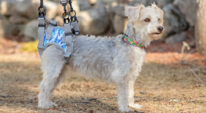 Dog Surgical Recovery & Support | Helping an Injured Dog Heal – Walkin ...