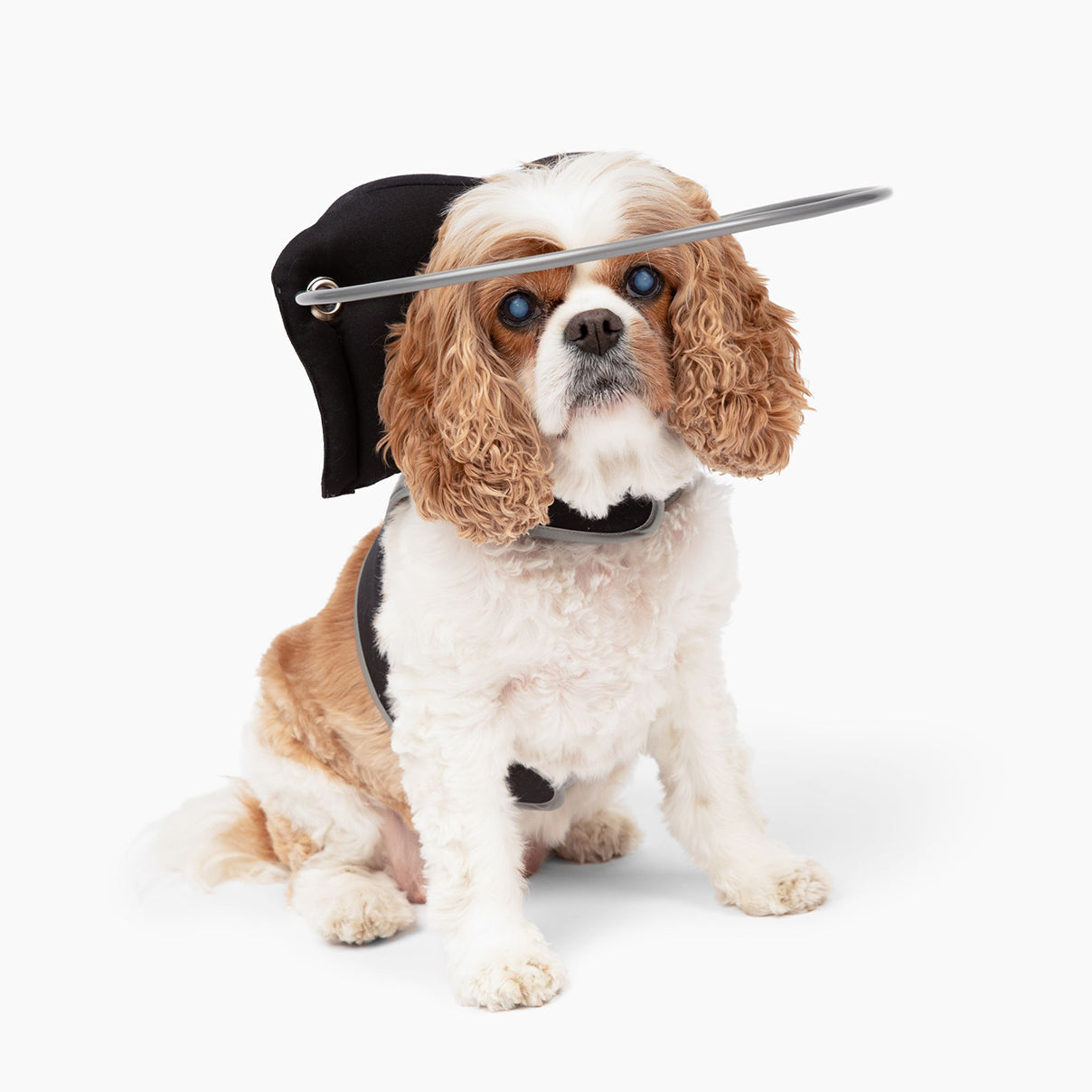 Loss of Vision in Dogs and the Impact on Small Breed Dogs