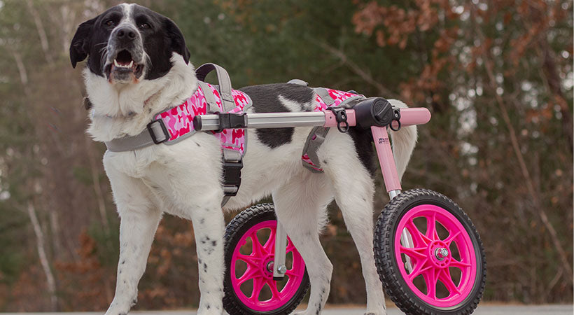 Upgraded wheelchair options for the Walkin' Wheels