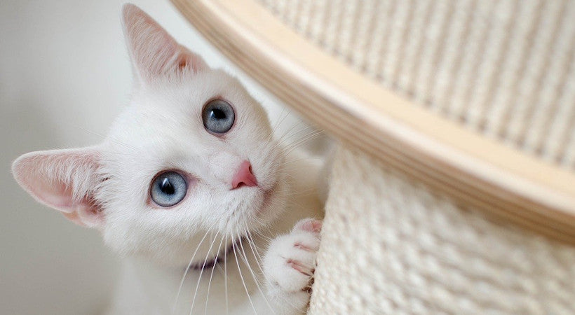 How Do You Know If Your Cat is in Pain: Key Signs to Watch