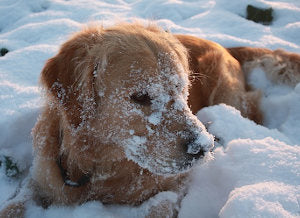 8 Ways Cold Weather Can Affect Your Dog