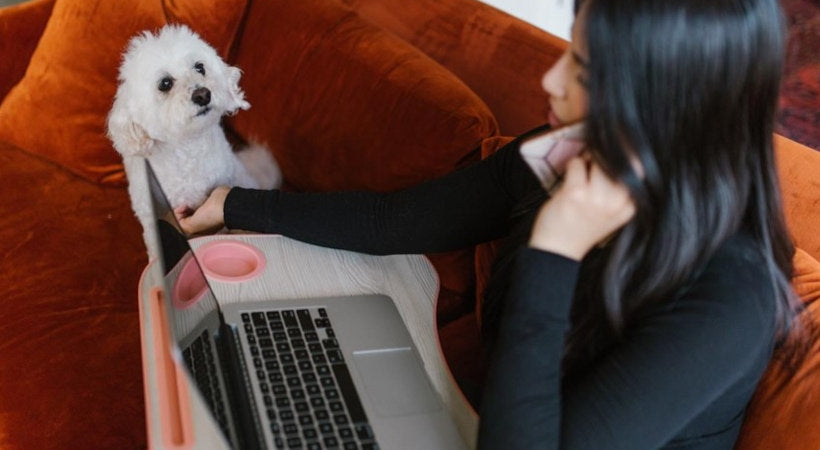 Work from home with a disabled dog