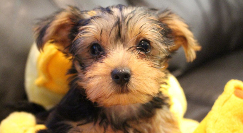 Yorkie puppy health