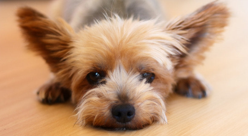 yorkshire terrier with luxating patella