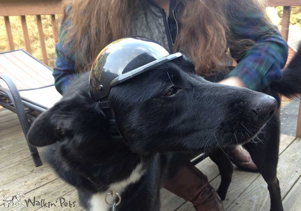 Dog Helmets: Your Dog’s Noggin Needs Protection too