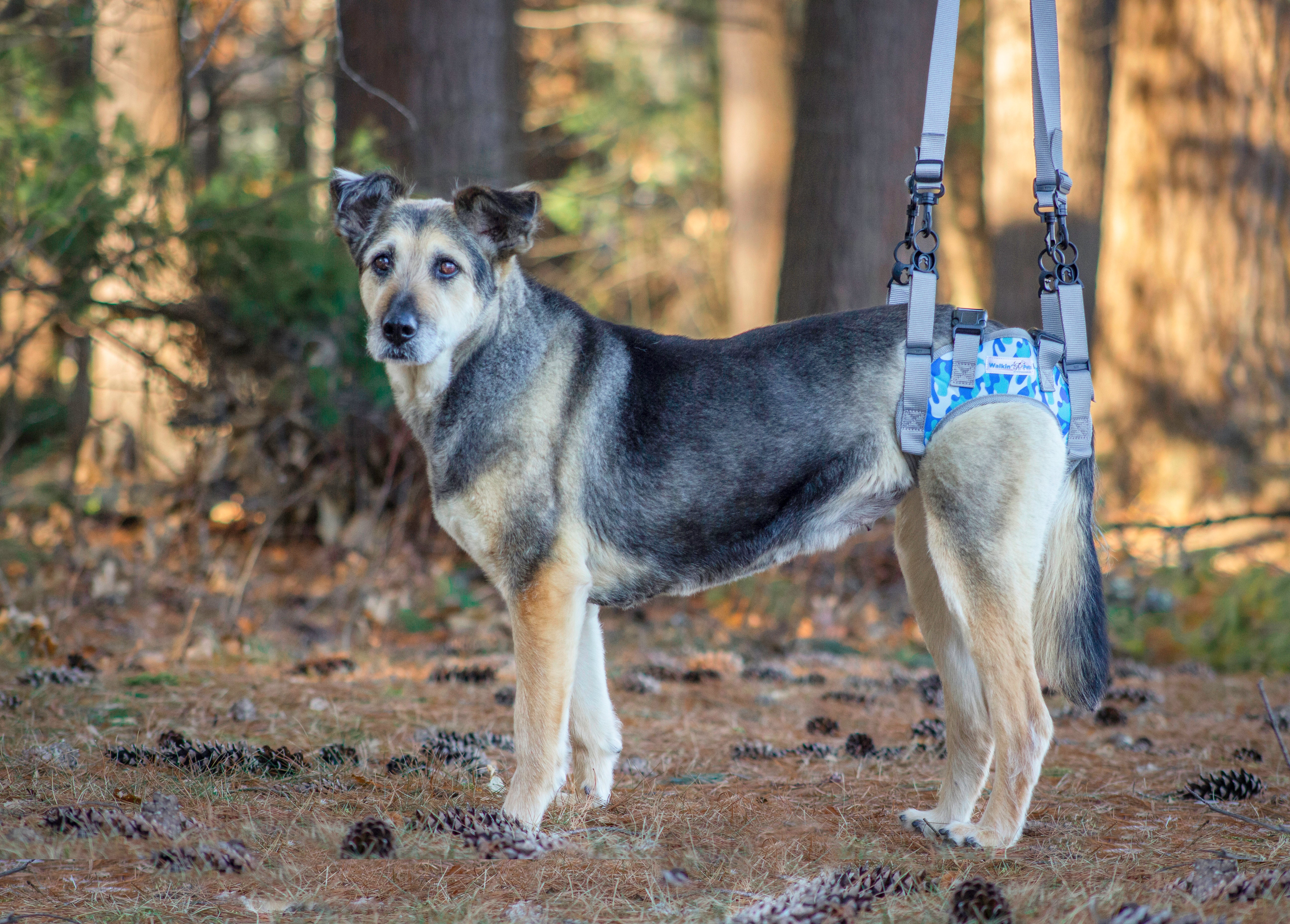 Dog Rear Lifts & Harnesses | Walkin' Pets