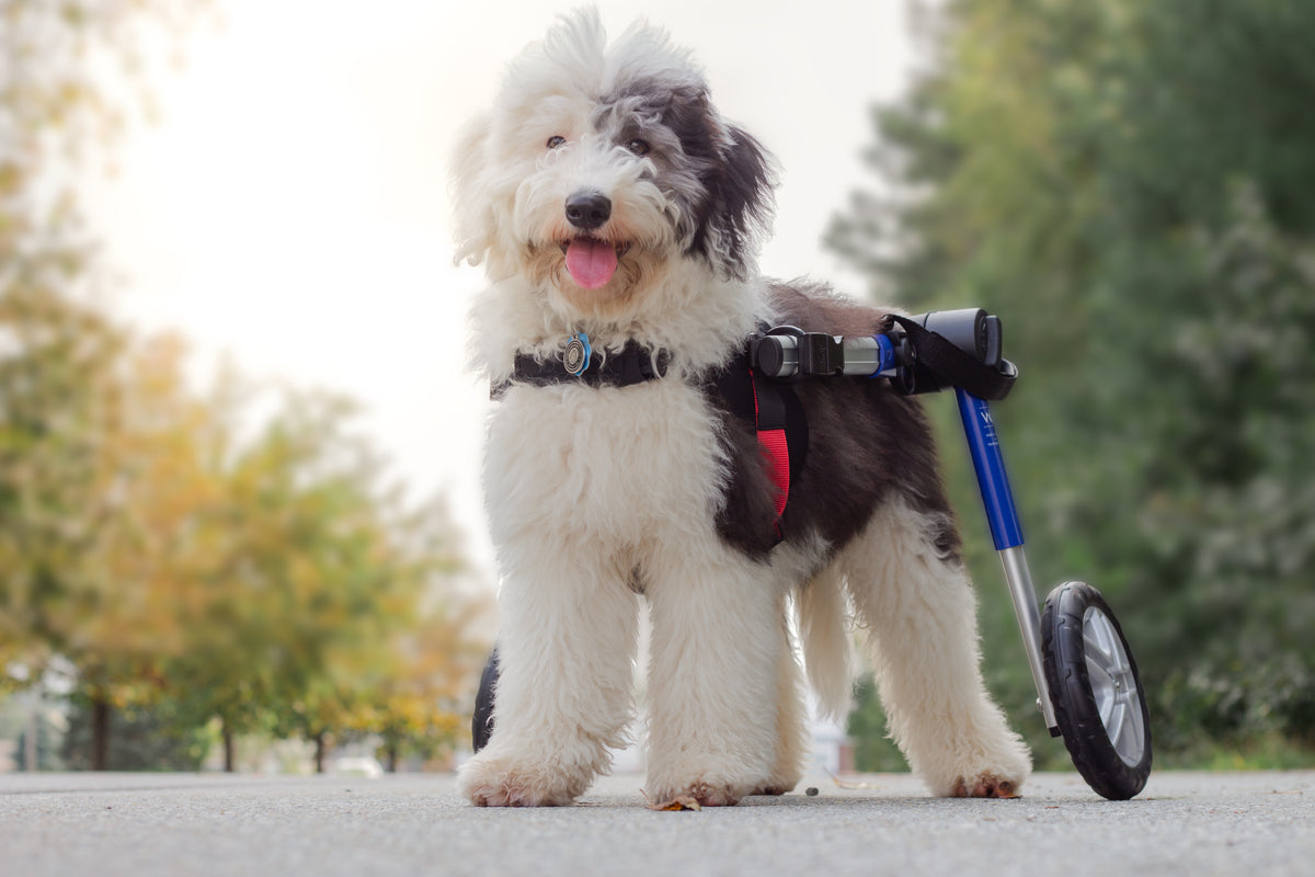 Disapled Dog Equipment for Disabled Dogs | Carts for Disabled Dogs – Walkin' Pets
