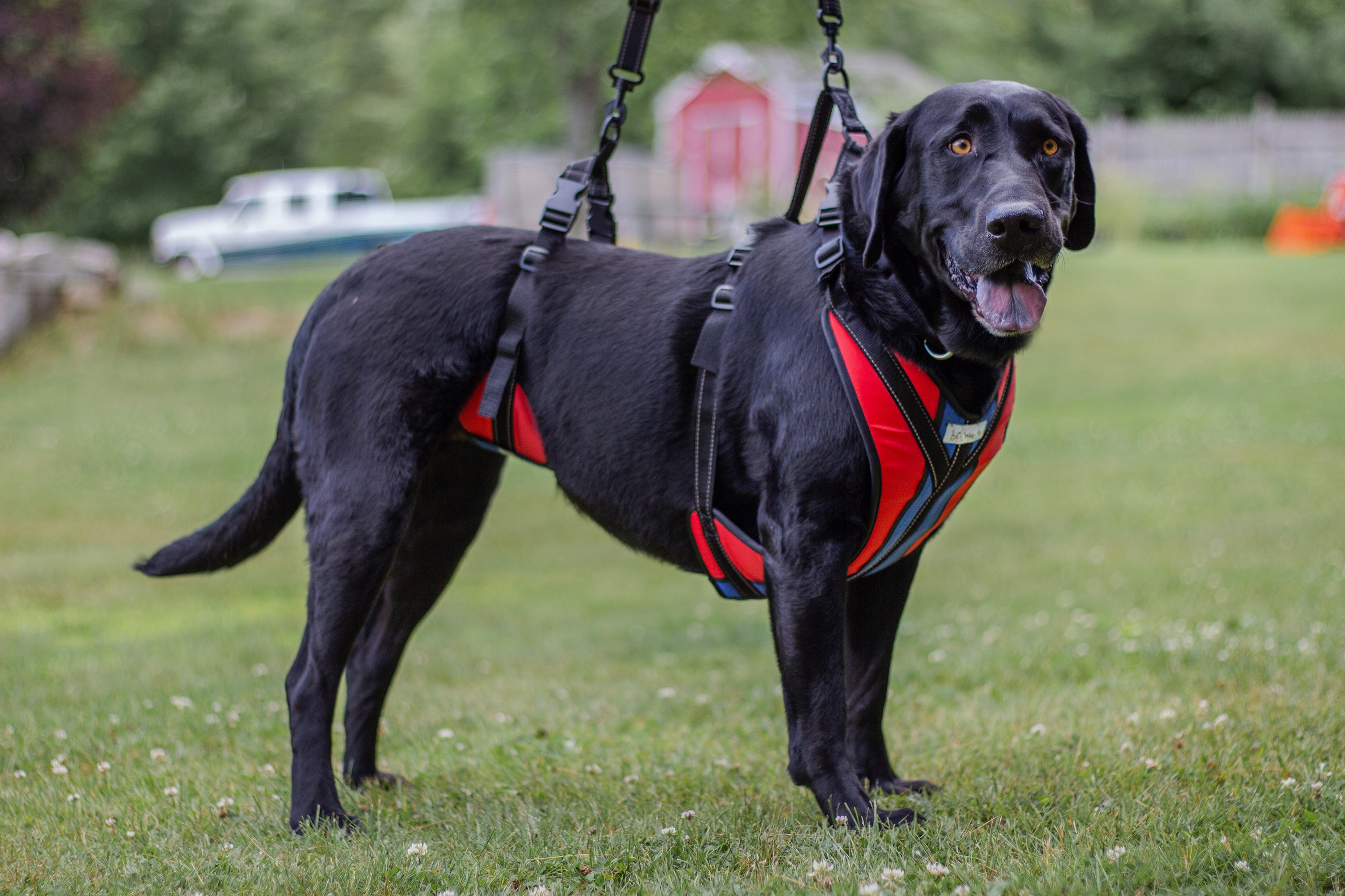 Handicap dog fashion harness