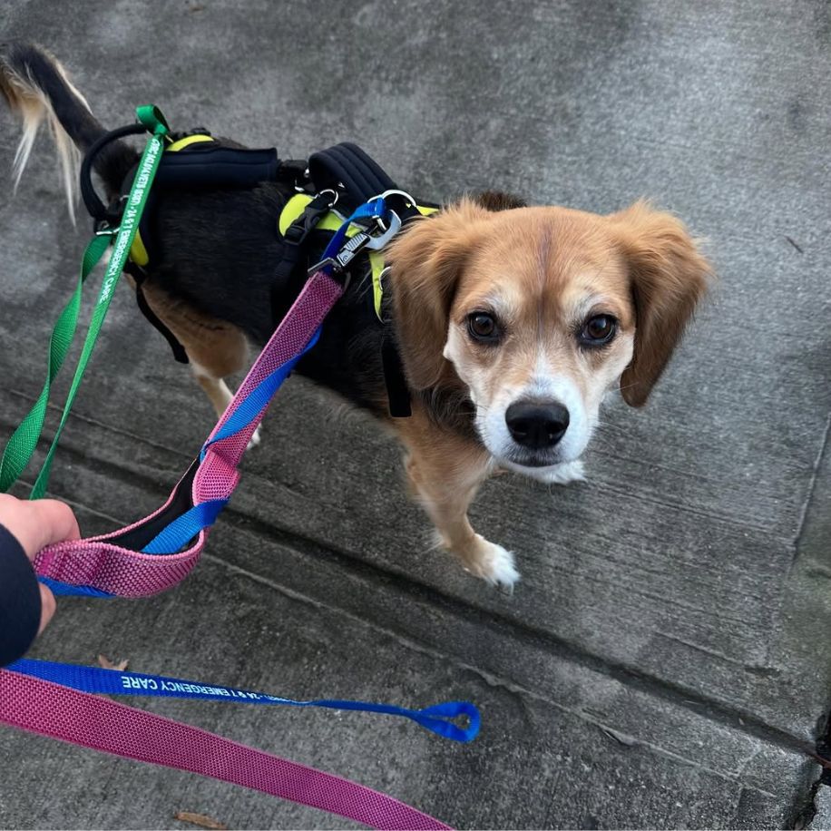 Help 'Em Up Harness – Walkin' Pets - Main Image