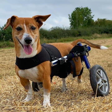Small Premium Front Vest | Walkin' Pets