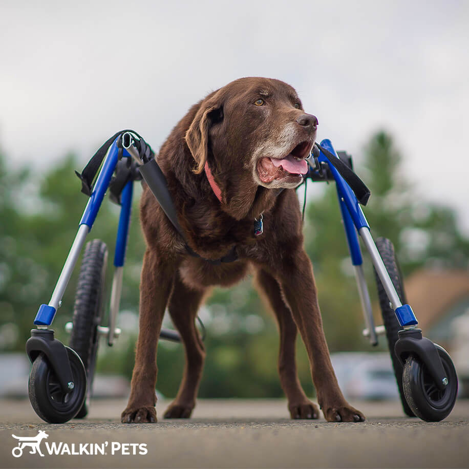 Mobility Assistance Disability Support Dog Dog Training Best