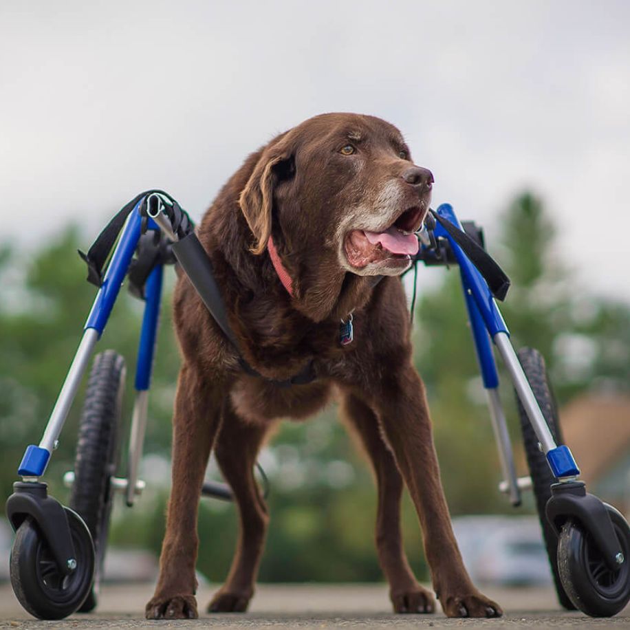 Walkin’ Wheels Full Support/4-Wheel LARGE