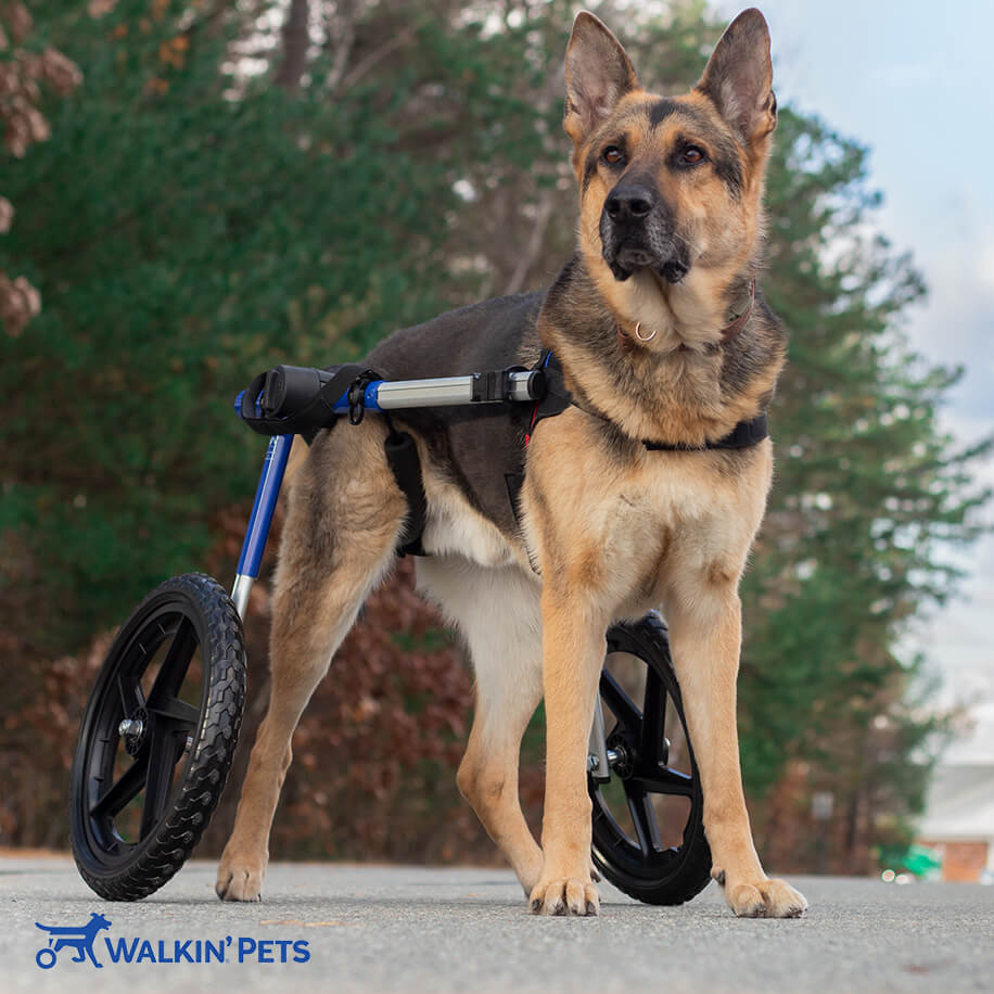 Walkin' Wheels LARGE Dog Wheelchair