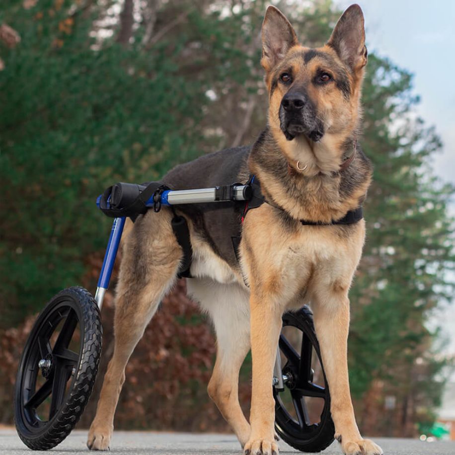 Walkin' Wheels Large Dog Wheelchair for Walkin' Pets