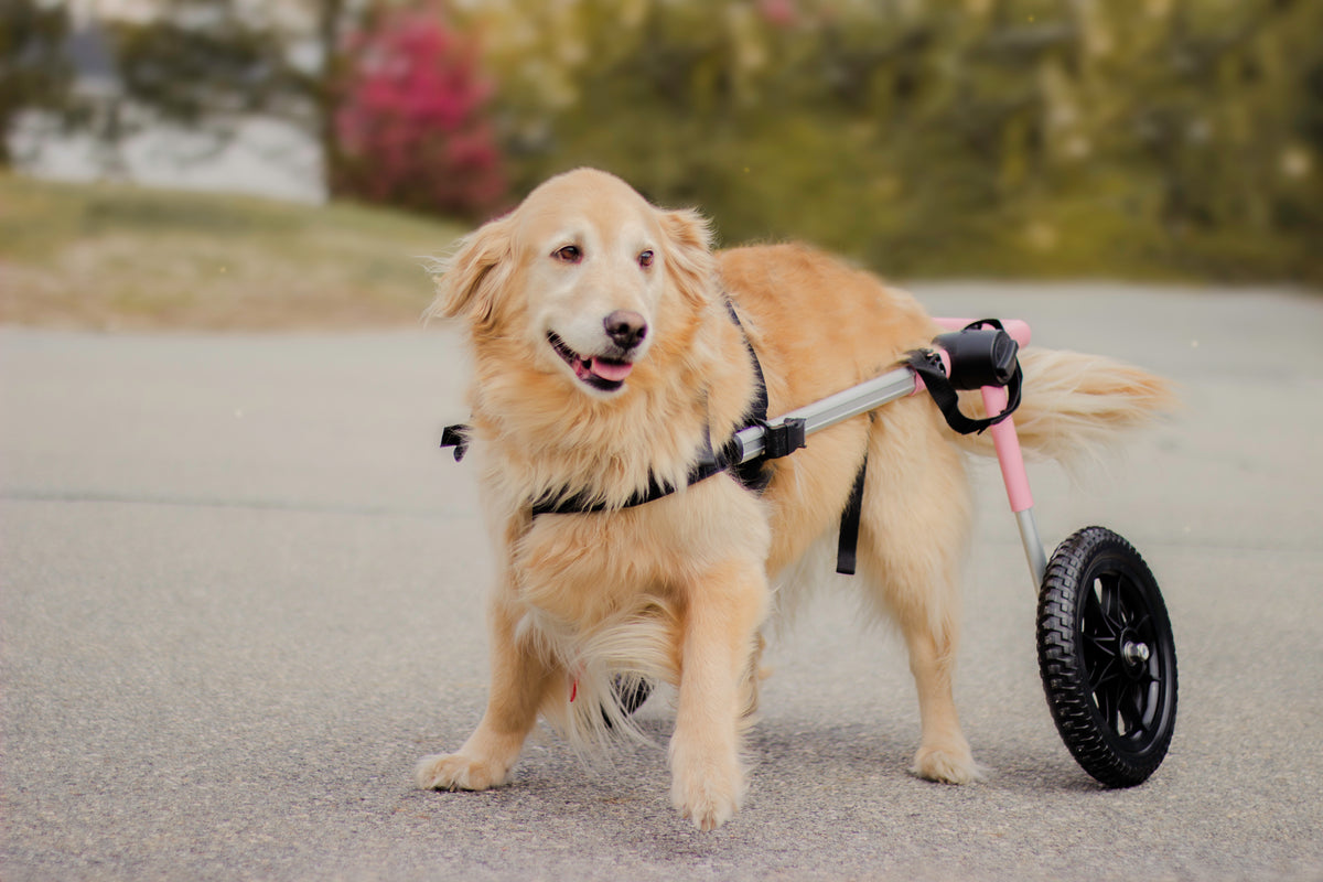 About Walkin’ Pets | Walkin' Pets