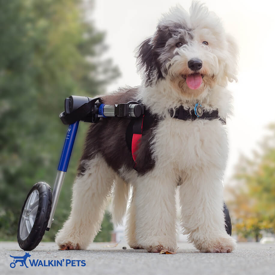 Walkin' Wheels MEDIUM Dog Wheelchair