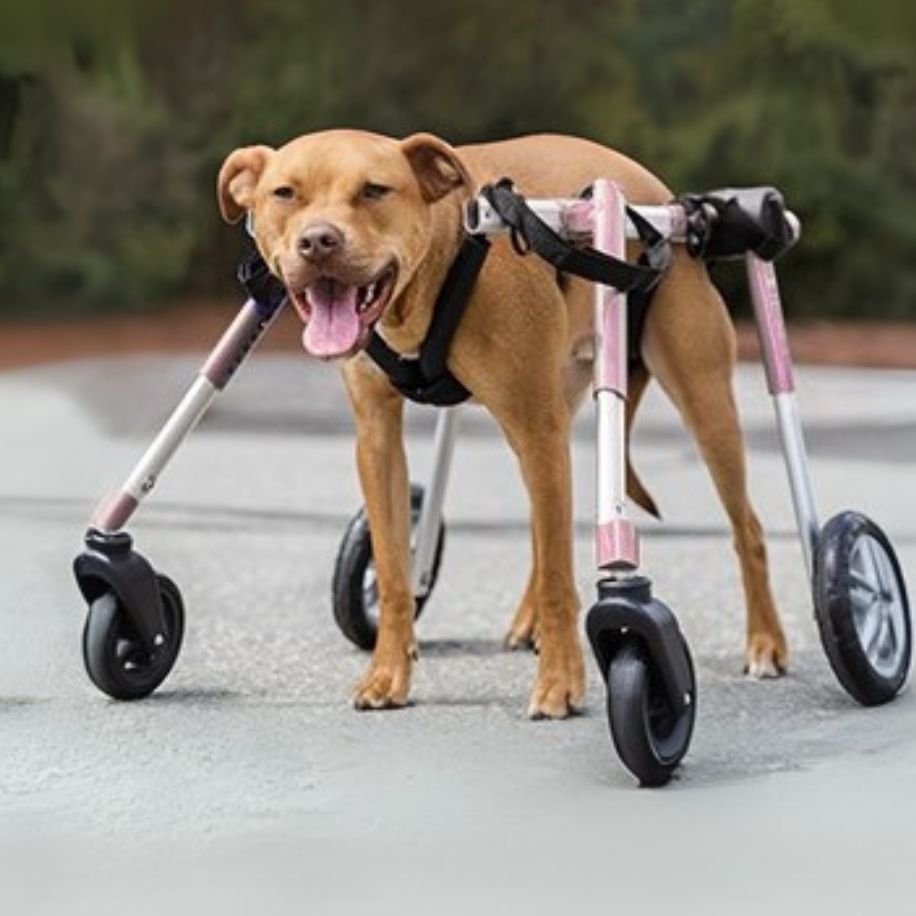 Full Support Medium Dog Wheelchairs | Walkin' Wheels – Walkin' Pets