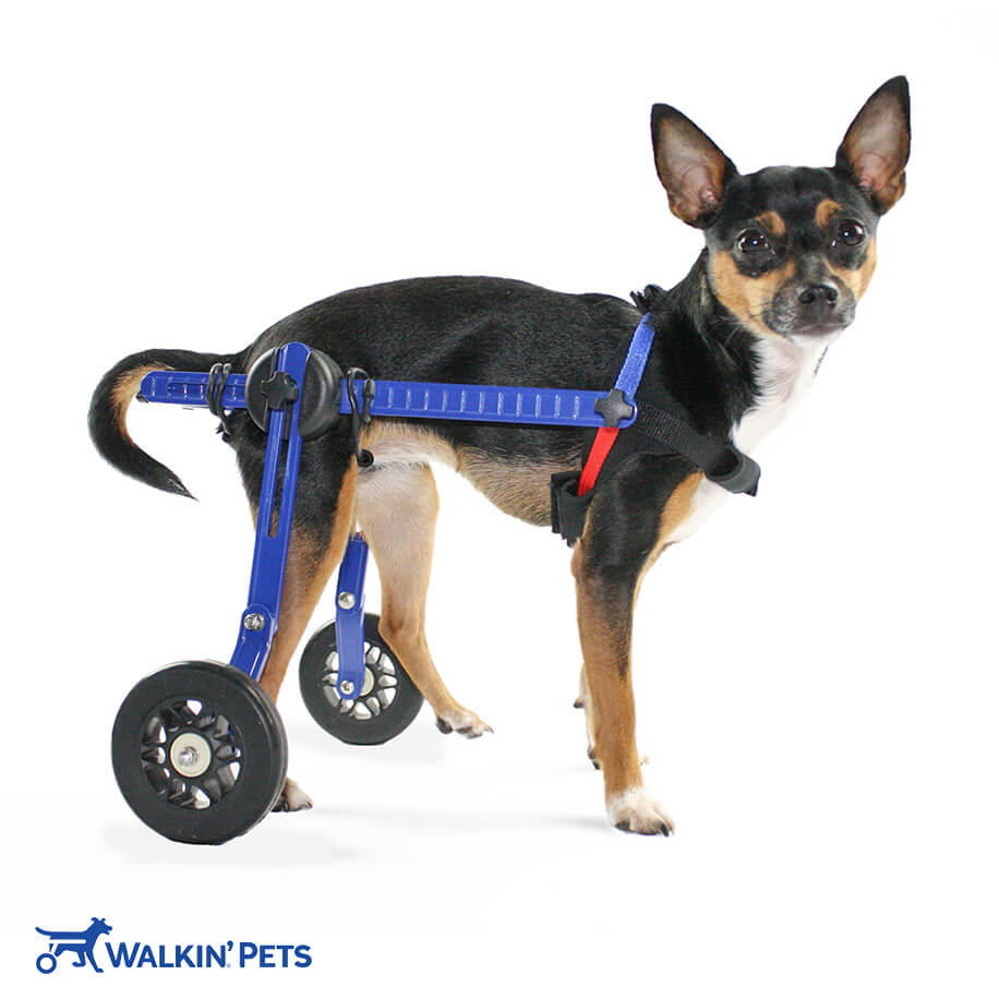 Must have Equipment For Dogs With Paralysis Walkin Pets must-have-equipment-for-dogs-with-paralysis-walkin-pets